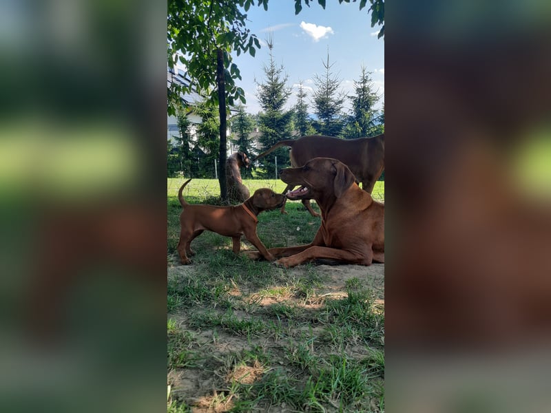 Szczeniaki  Rhodesian Ridgeback/ Pies/Suka Rhodesian Ridgeback/ welpen rhodesian