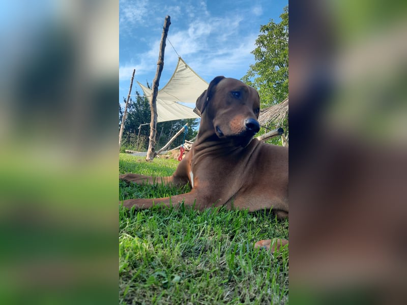 Szczeniaki  Rhodesian Ridgeback/ Pies/Suka Rhodesian Ridgeback/ welpen rhodesian
