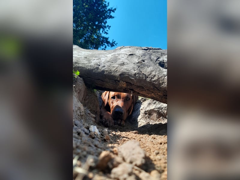 Szczeniaki  Rhodesian Ridgeback/ Pies/Suka Rhodesian Ridgeback/ welpen rhodesian