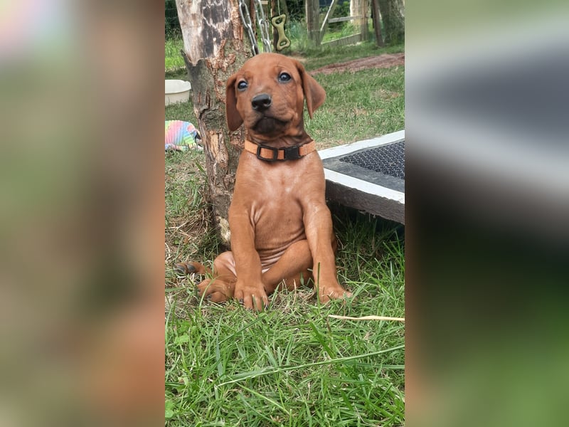 Szczeniaki  Rhodesian Ridgeback/ Pies/Suka Rhodesian Ridgeback/ welpen rhodesian