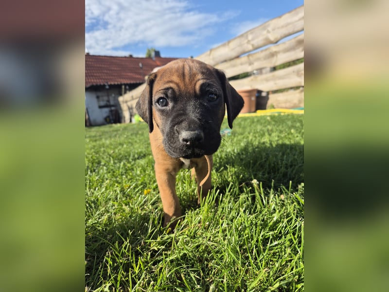 Ridgeback-Welpen