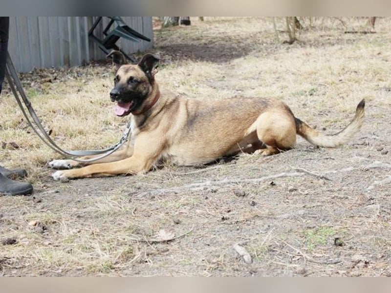 Heidi, Ridgeback-Malinois-Mix, geb. 2021, benötigt körperliche und geistige Auslastung