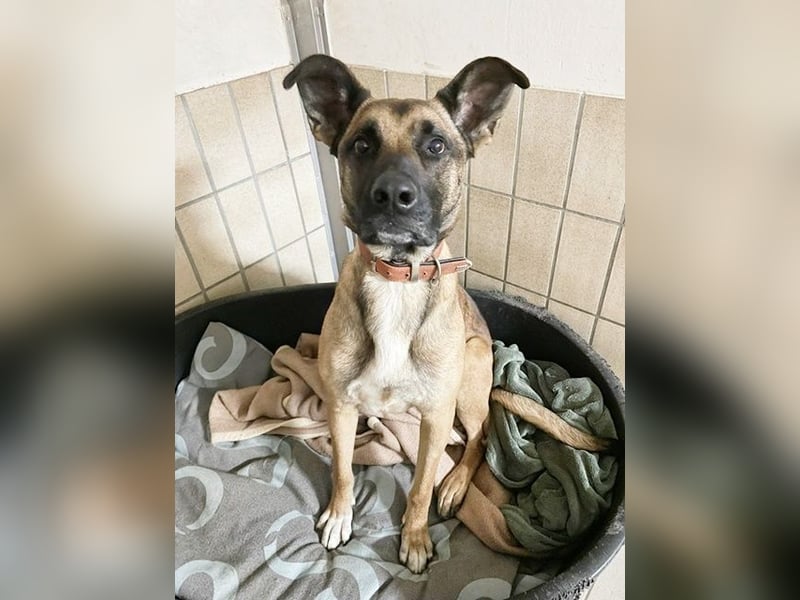 Heidi, Ridgeback-Malinois-Mix, geb. 2021, benötigt körperliche und geistige Auslastung