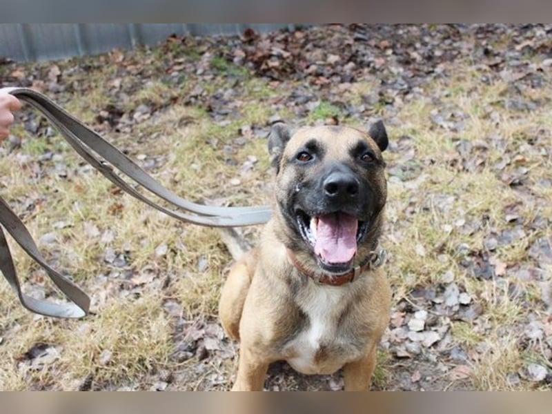 Heidi, Ridgeback-Malinois-Mix, geb. 2021, benötigt körperliche und geistige Auslastung