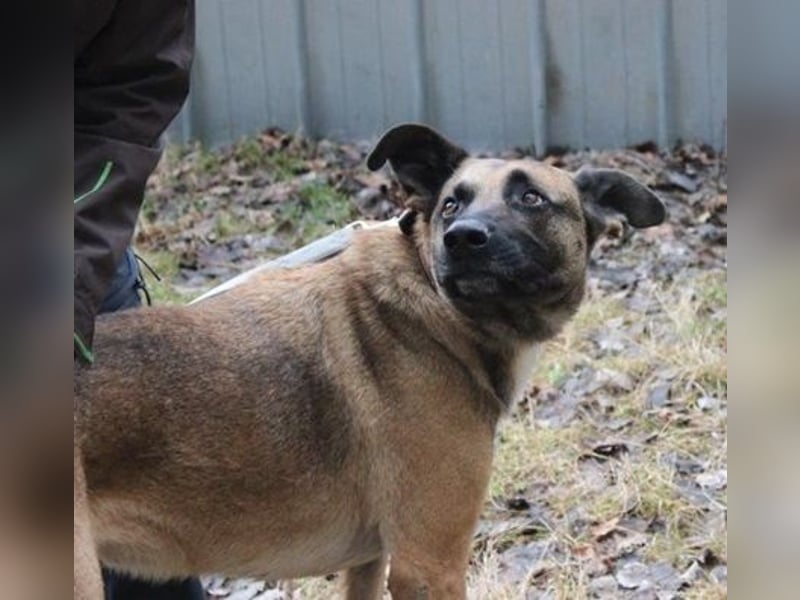 Heidi, Ridgeback-Malinois-Mix, geb. 2021, benötigt körperliche und geistige Auslastung