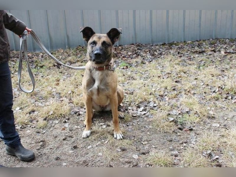Heidi, Ridgeback-Malinois-Mix, geb. 2021, benötigt körperliche und geistige Auslastung