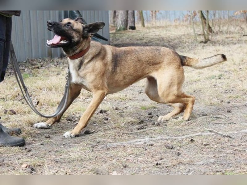 Heidi, Ridgeback-Malinois-Mix, geb. 2021, benötigt körperliche und geistige Auslastung