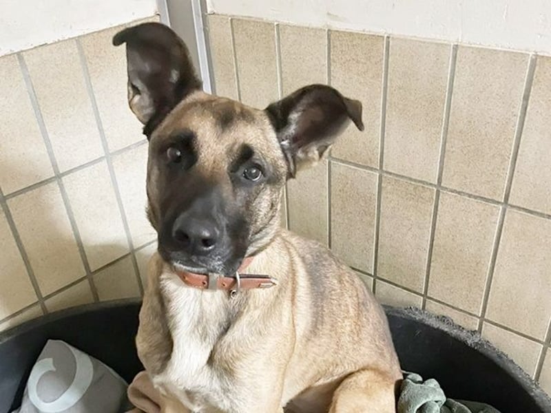 Heidi, Ridgeback-Malinois-Mix, geb. 2021, benötigt körperliche und geistige Auslastung