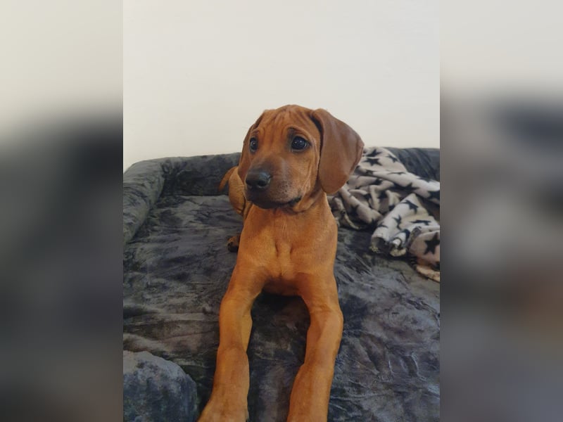 Rhodesian Ridgeback Welpen - sofort abgabebereit -