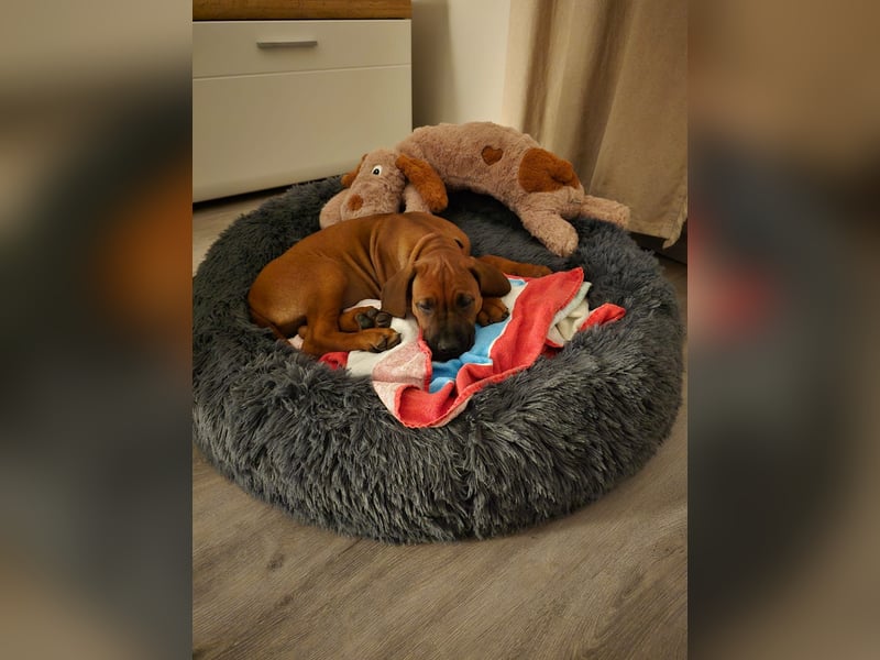 Rhodesian Ridgeback Welpen - sofort abgabebereit -
