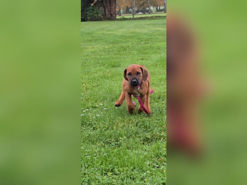 Rhodesian Ridgeback Welpen - sofort abgabebereit -
