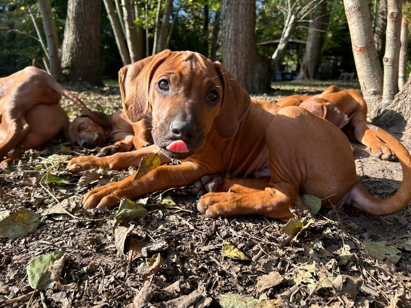 Rhodesian Ridgeback Welpen - sofort abgabebereit -