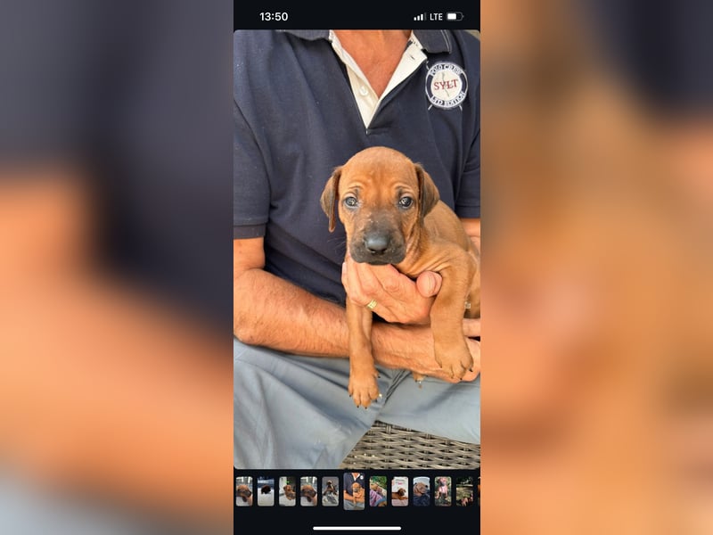 Rhodesian Ridgeback Welpen - sofort abgabebereit -