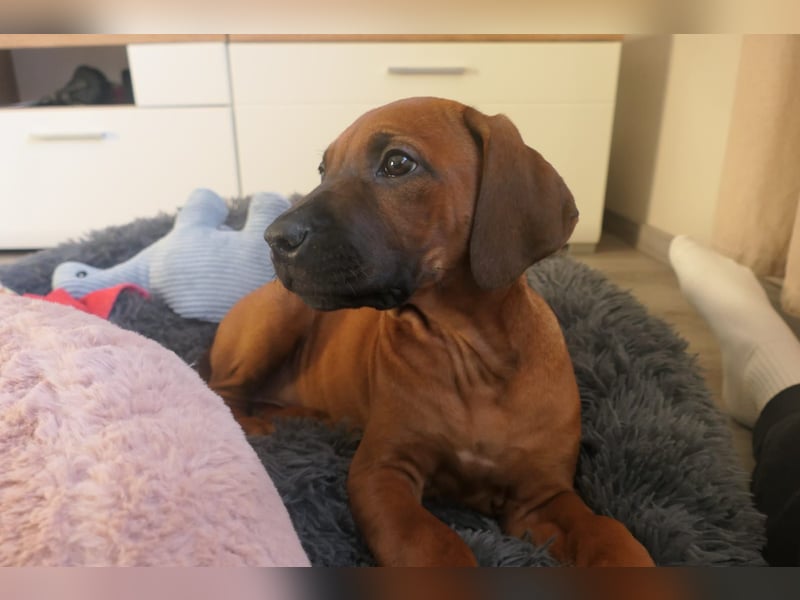 Rhodesian Ridgeback Welpen - sofort abgabebereit -
