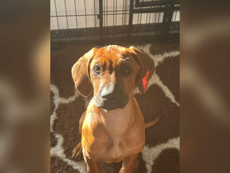 Rhodesian Ridgeback Welpen - sofort abgabebereit -