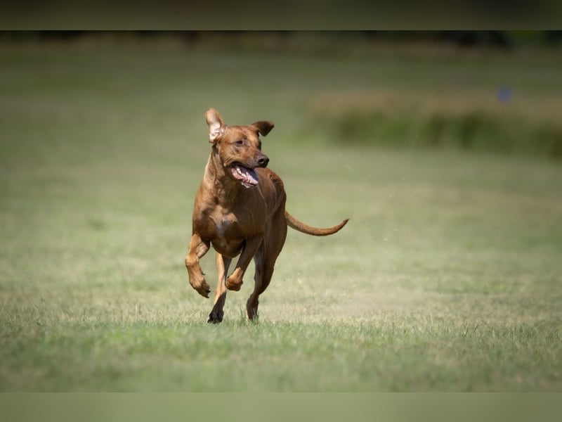 Rhodesian Ridgeback Welpen VDH /FCI