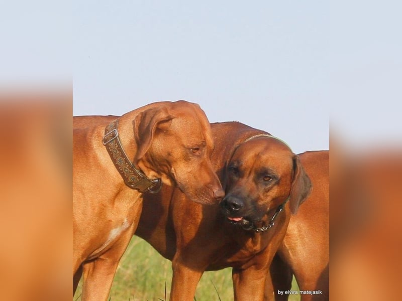 Rhodesian Ridgeback Welpen VDH /FCI