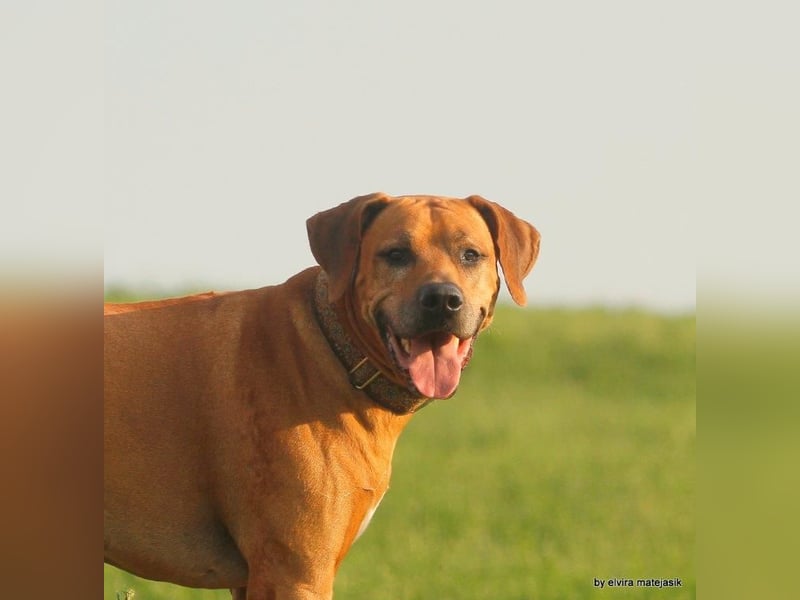 Rhodesian Ridgeback Welpen VDH /FCI