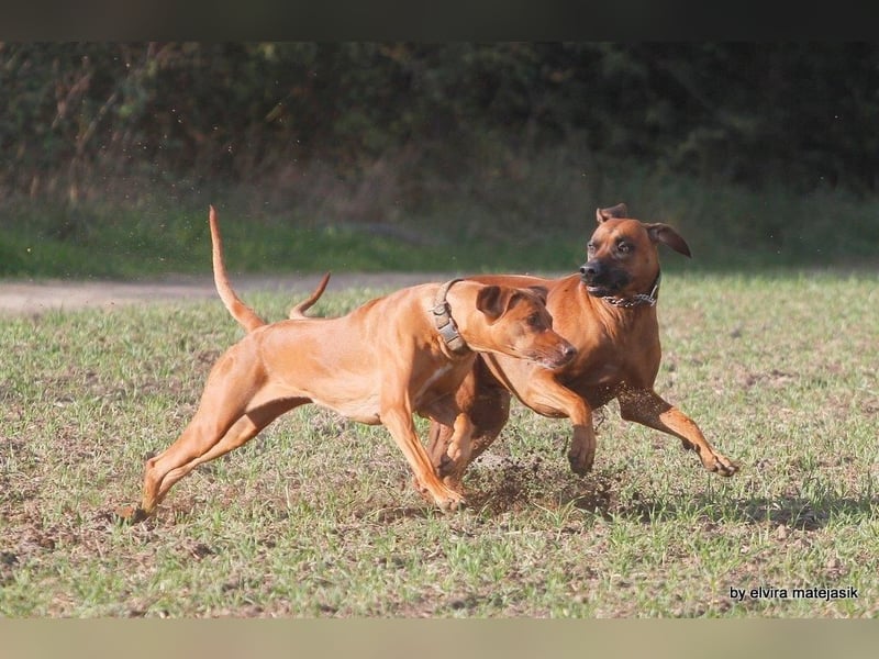 Rhodesian Ridgeback Welpen VDH /FCI