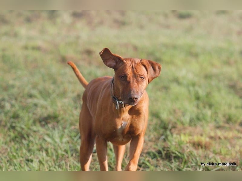 Rhodesian Ridgeback Welpen VDH /FCI