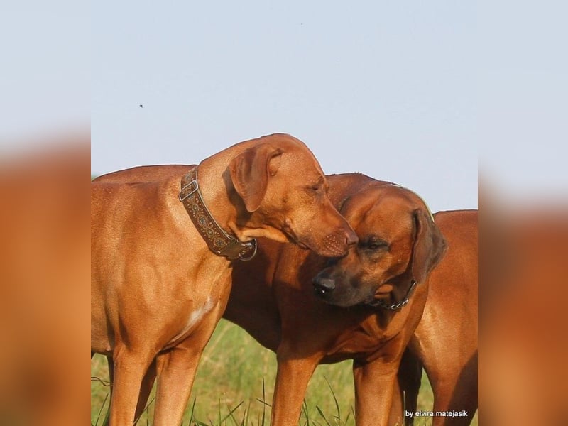 Rhodesian Ridgeback Welpen VDH /FCI