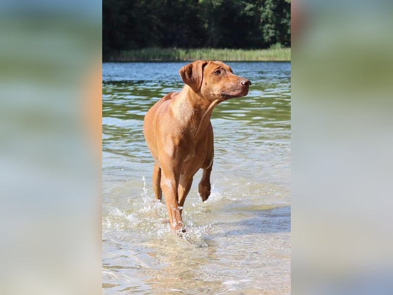 Rhodesian Ridgeback Welpen VDH /FCI