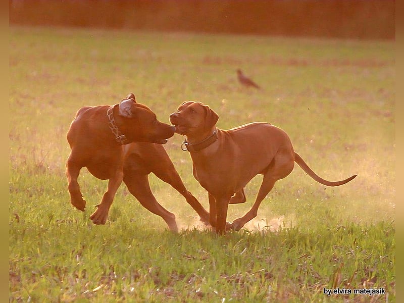 Rhodesian Ridgeback Welpen VDH /FCI