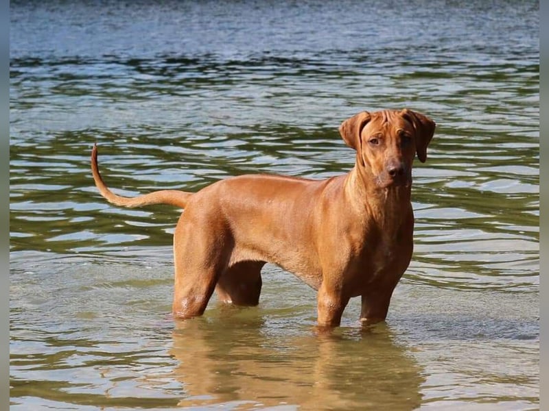 Rhodesian Ridgeback Welpen VDH /FCI