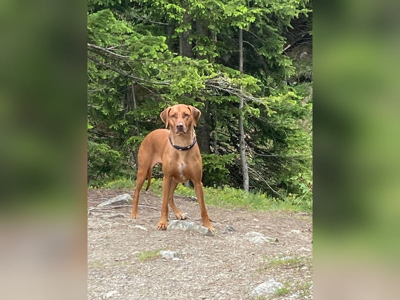 Rhodesian Ridgeback Welpen VDH /FCI