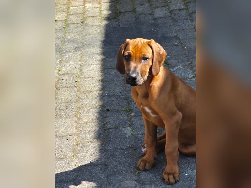 Wunderschöne 12 Wochen alte Hündin
