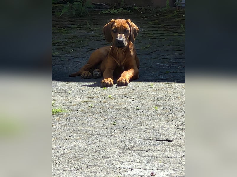 Wunderschöne 12 Wochen alte Hündin