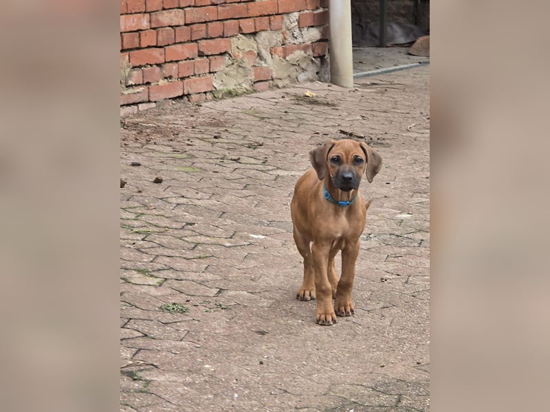 Rhodesian Ridgeback Welpen mit Papier