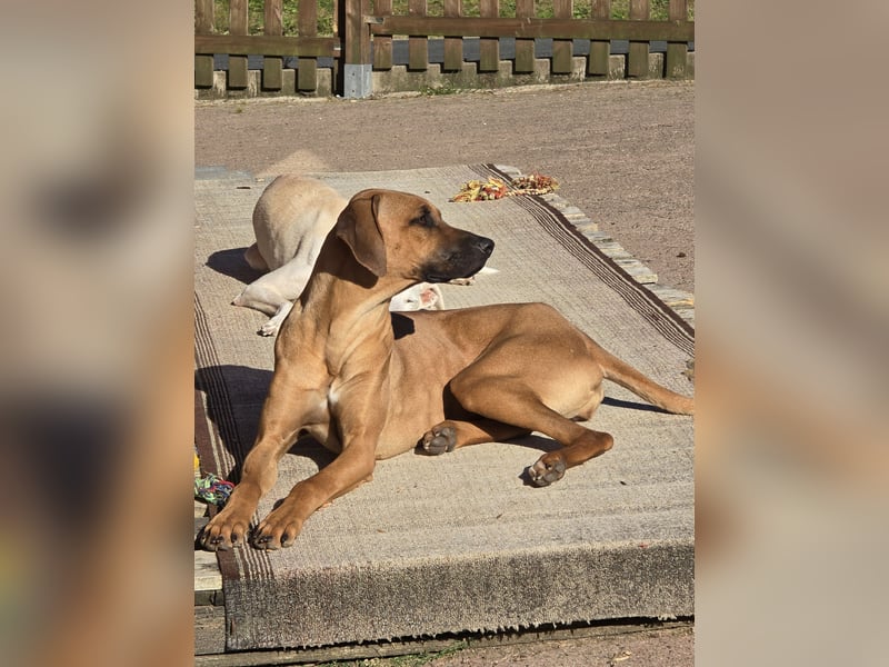 Rhodesian Ridgeback Hündin