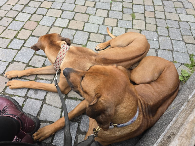 Rhodesian Ridgeback Hündin