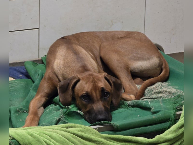 Rhodesian Ridgeback Hündin