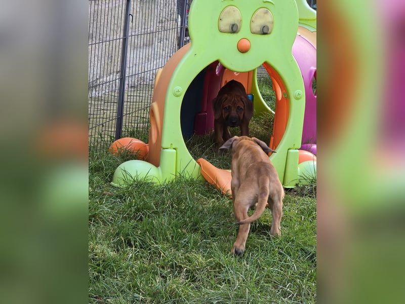 Rhodesian Ridgeback Welpen mit Papier
