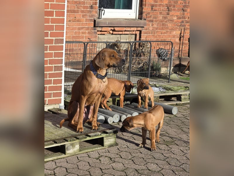 Rhodesian Ridgeback Welpen mit Papier