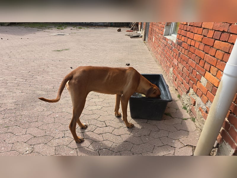Rhodesian Ridgeback Hündin