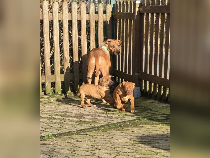 Rhodesian Ridgeback Welpen mit Papier