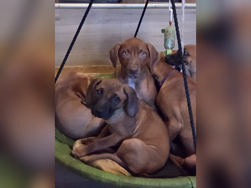 Rhodesian Ridgeback Welpen mit Papier