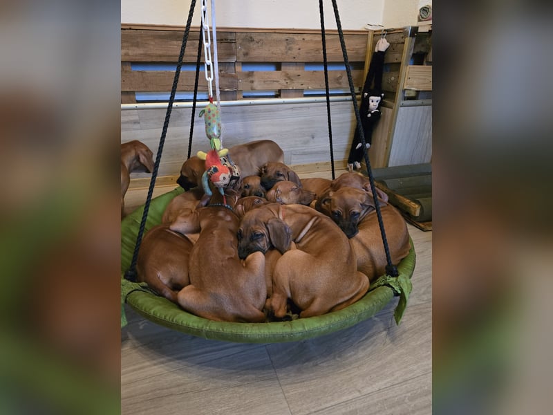 Rhodesian Ridgeback Welpen mit Papier