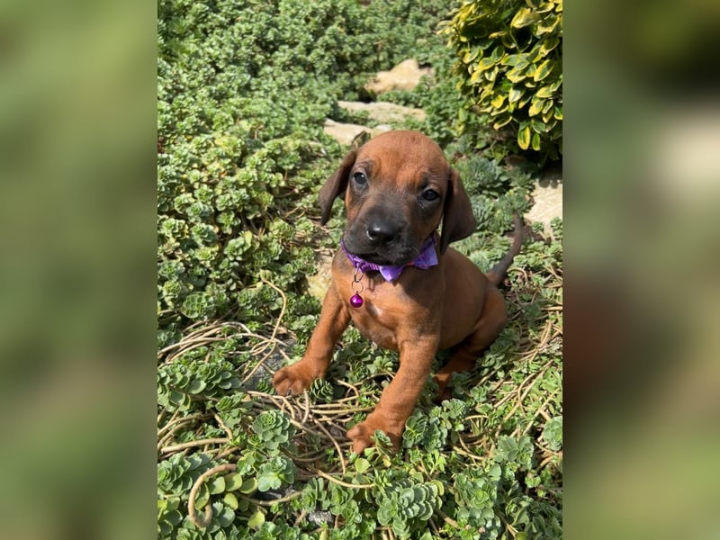 Rhodesien Ridgeback