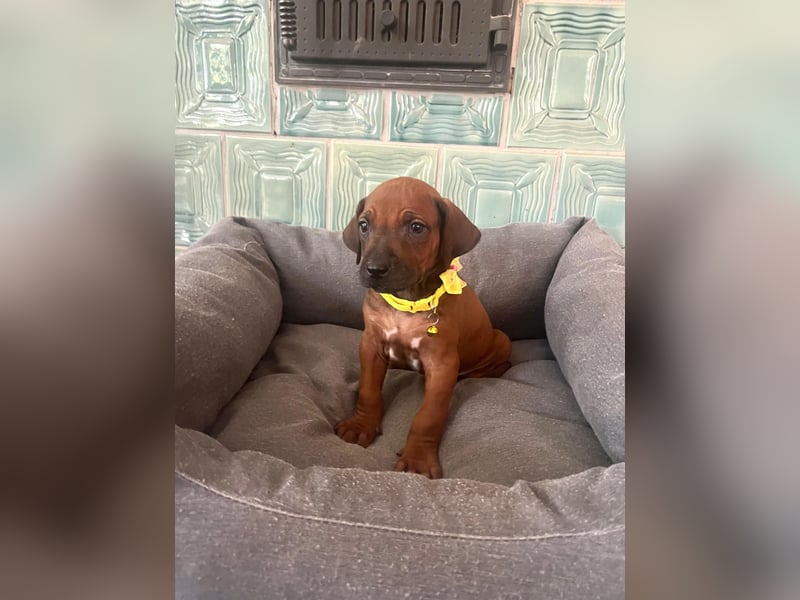 Rhodesien Ridgeback Welpen