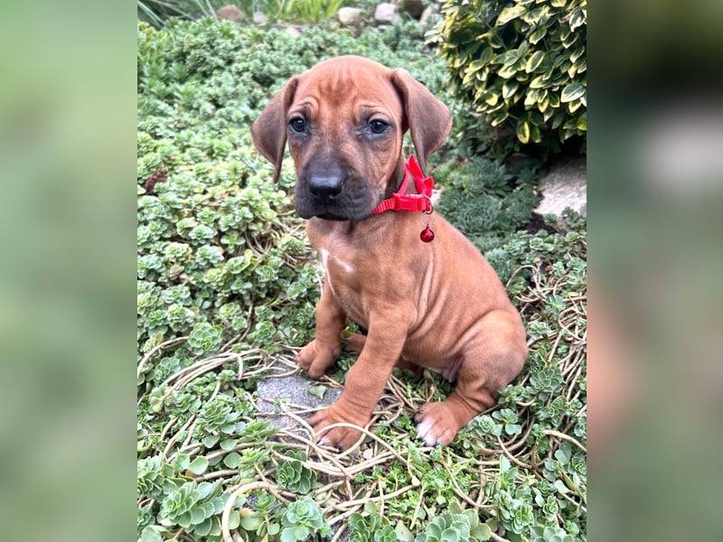 Rhodesien Ridgeback Welpen