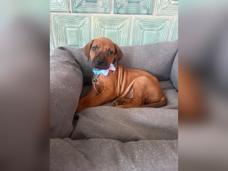 Rhodesien Ridgeback Welpen