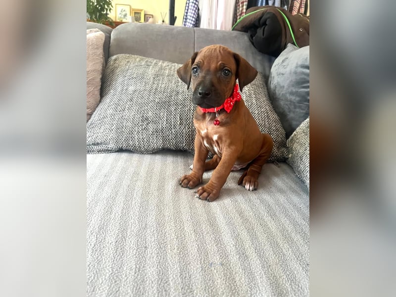 Rhodesien Ridgeback Welpen