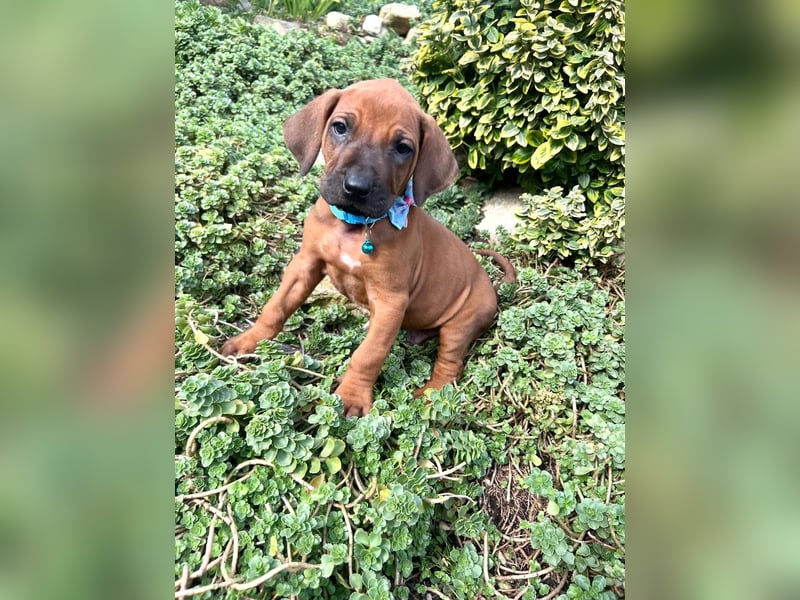 Rhodesien Ridgeback