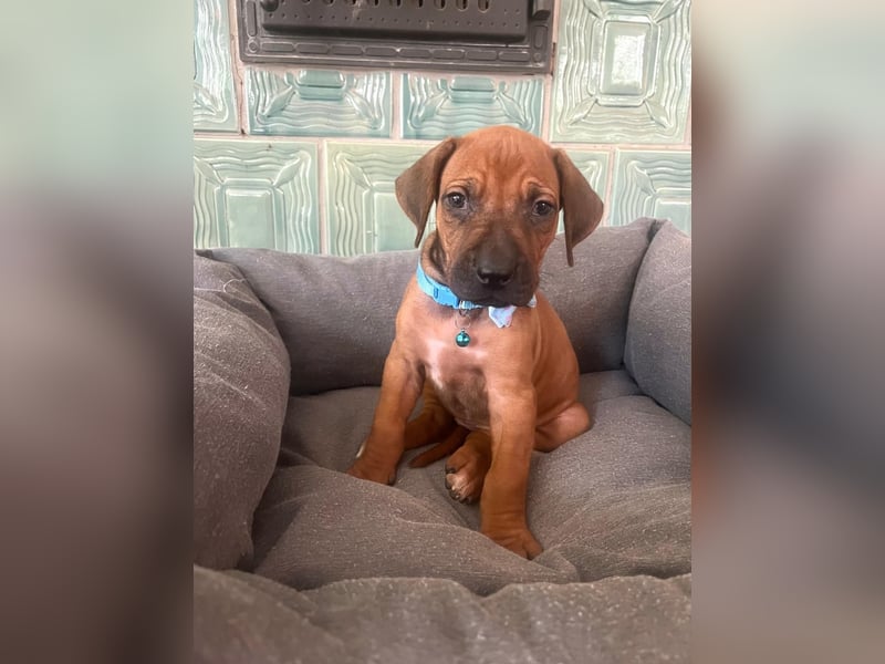 Rhodesien Ridgeback Welpen