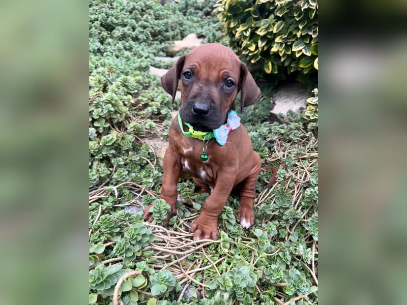 Rhodesien Ridgeback