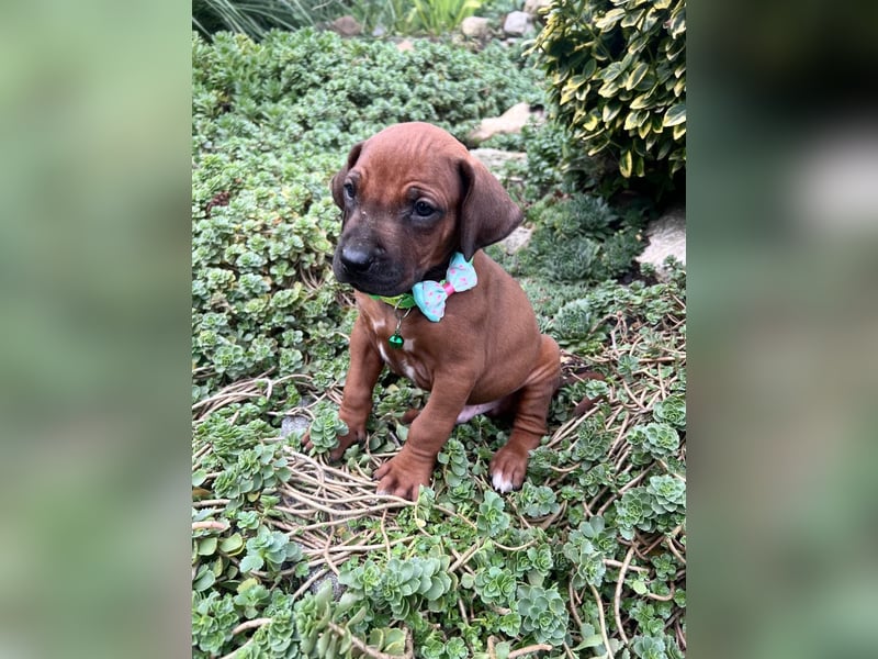 Rhodesien Ridgeback Welpen